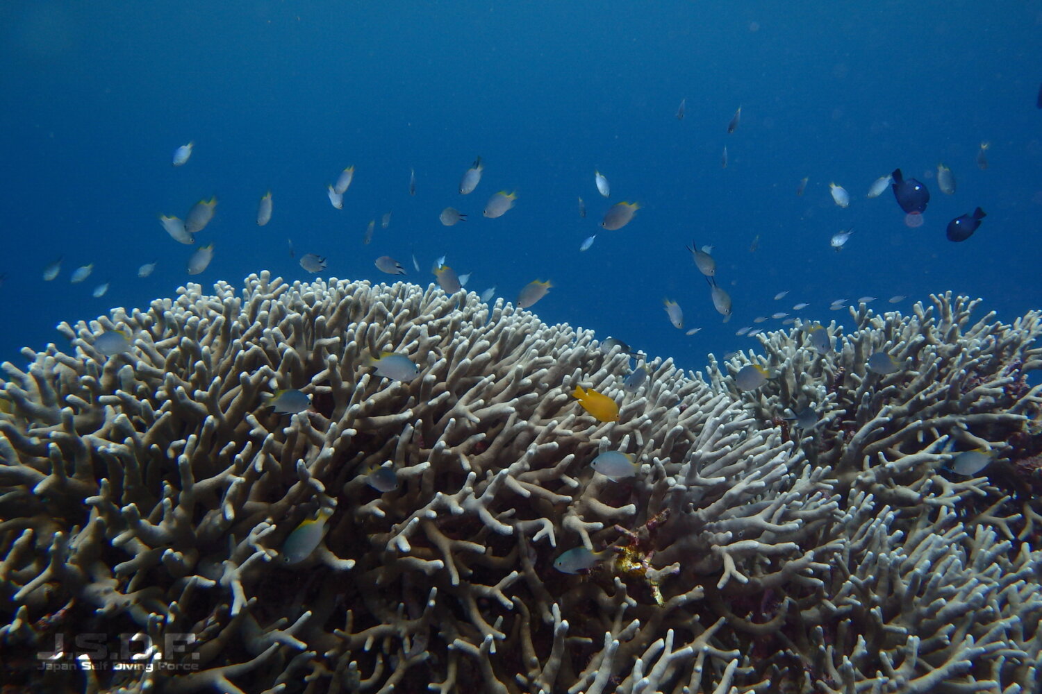 カヌチャ前 大浦湾 沖縄ダイビングマップ Okinawa Diving Map