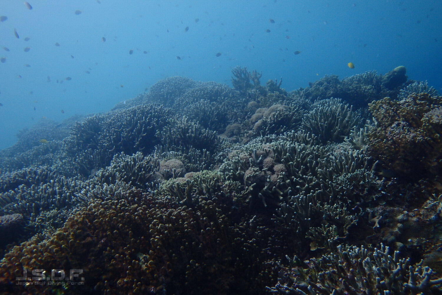 カヌチャ前 大浦湾 沖縄ダイビングマップ Okinawa Diving Map
