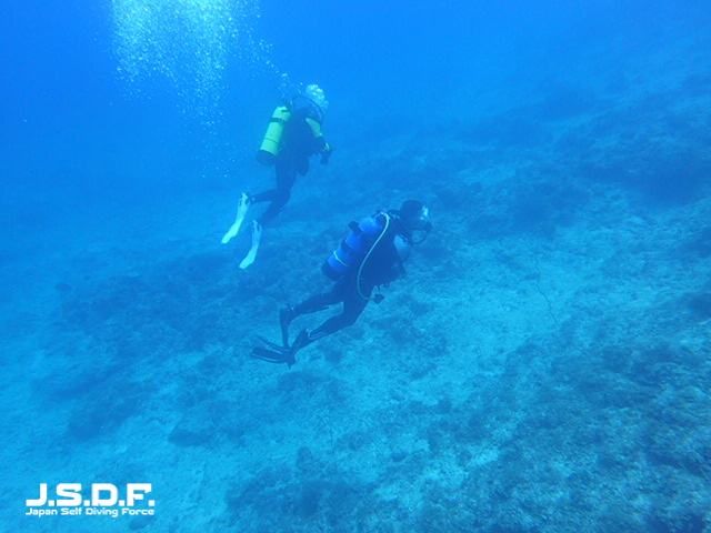 ハイビスカス ハイビスカス Tw.BLUEPacific Ocean 連絡用